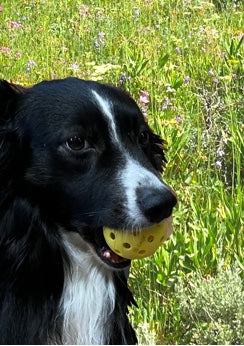 Image of Chunky, an Australian Shepherd Dog with a Pickleball in its mouth against beautiful MT wildflowers